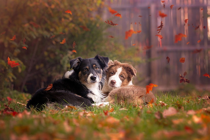 Cute Fall Animals, one animal, field, vertebrate, border collie Free HD Wallpaper