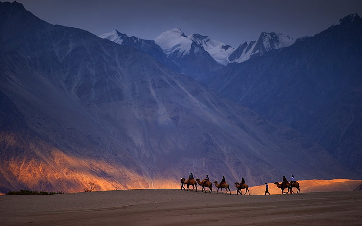 Desert Night Painting, snowcapped mountain, group of animals, scenics  nature, riding