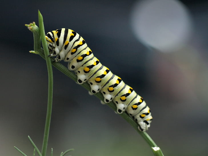 dill  weed, green color, wildlife, greenville  mississippi Free HD Wallpaper