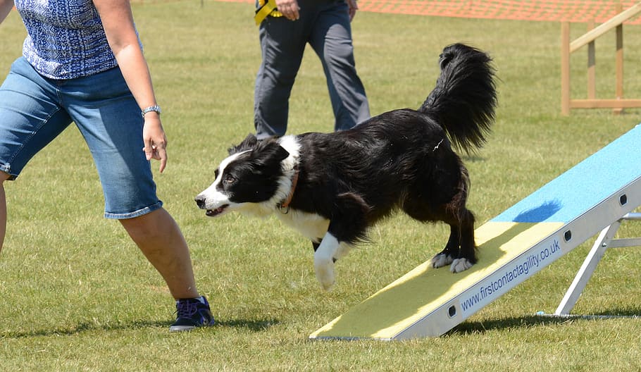 Dog Agility Training Equipment, active, vertebrate, people, motion Free HD Wallpaper