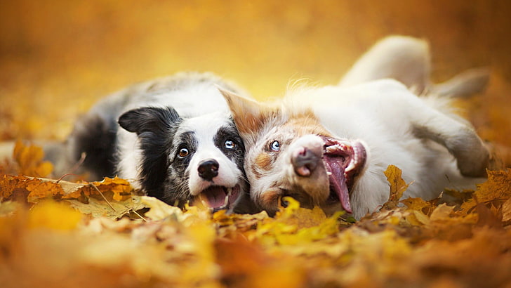 Dog Photographer, cheerful, mammal, border, no people Free HD Wallpaper