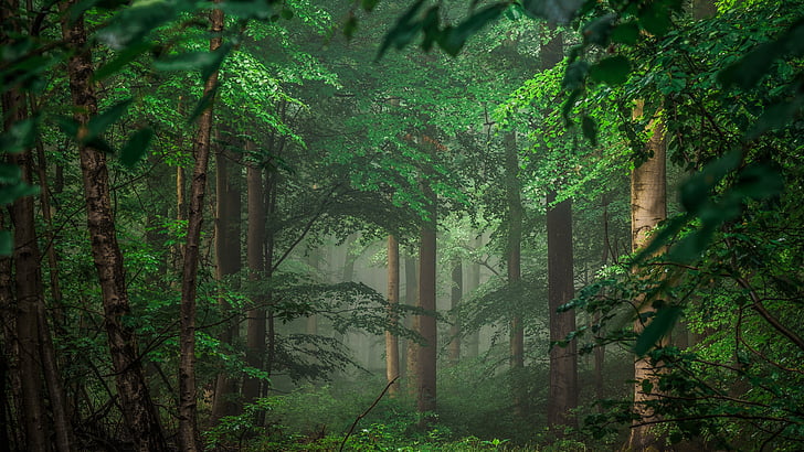 Full Forest, nature, green, green forest, branch Free HD Wallpaper