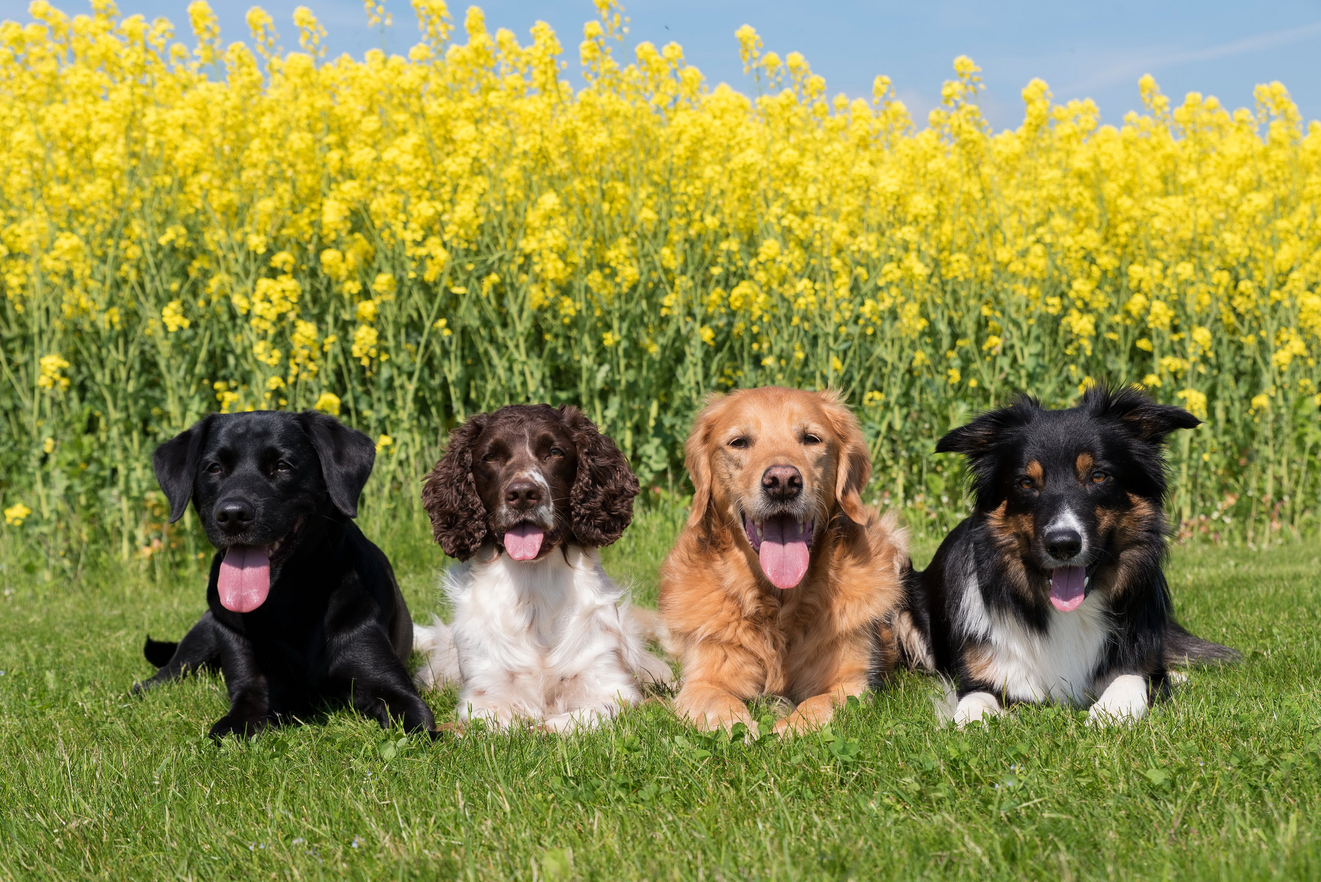 grass, golden retriever, labrador, border collie