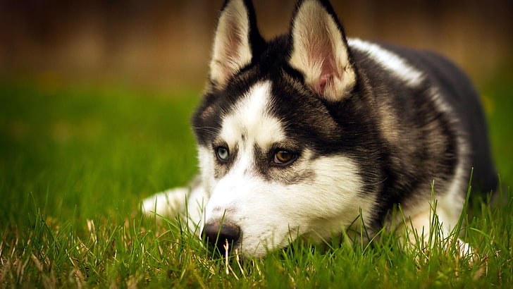 Gray and White Siberian Husky, no people, vertebrate, domestic animals, animal head Free HD Wallpaper