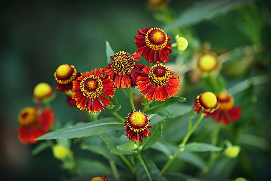 Helenium Helena Gold, no people, growth, closeup, flower head Free HD Wallpaper