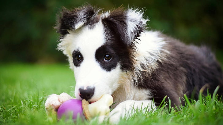 How Long Do Collies Live, portrait, nature, pets, green color Free HD Wallpaper