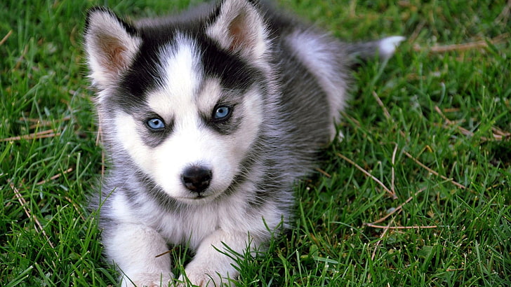 Husky Puppies Mix, no people, purebred dog, plant, domestic animals Free HD Wallpaper