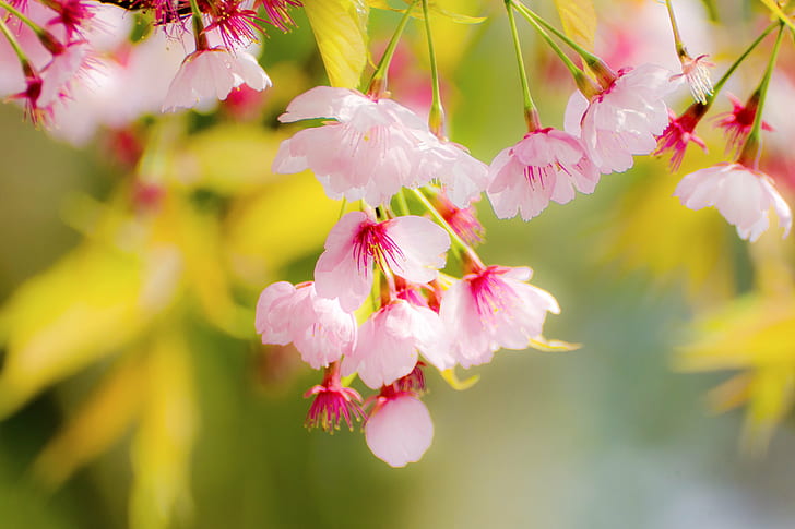 Japanese Apricot, bokeh, leaf, tree, pink color Free HD Wallpaper