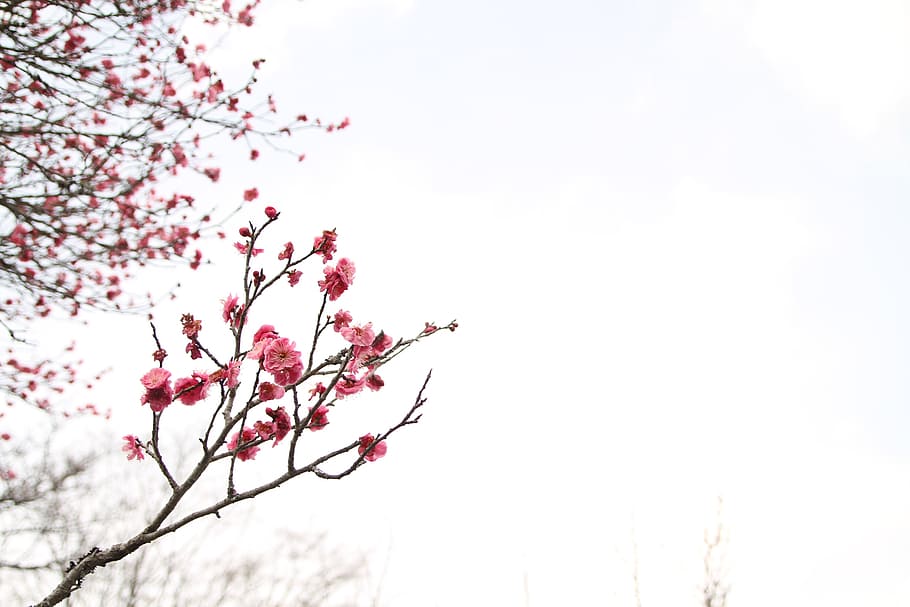 Japanese Zen Meditation, plant, outdoors, flower, fragility Free HD Wallpaper
