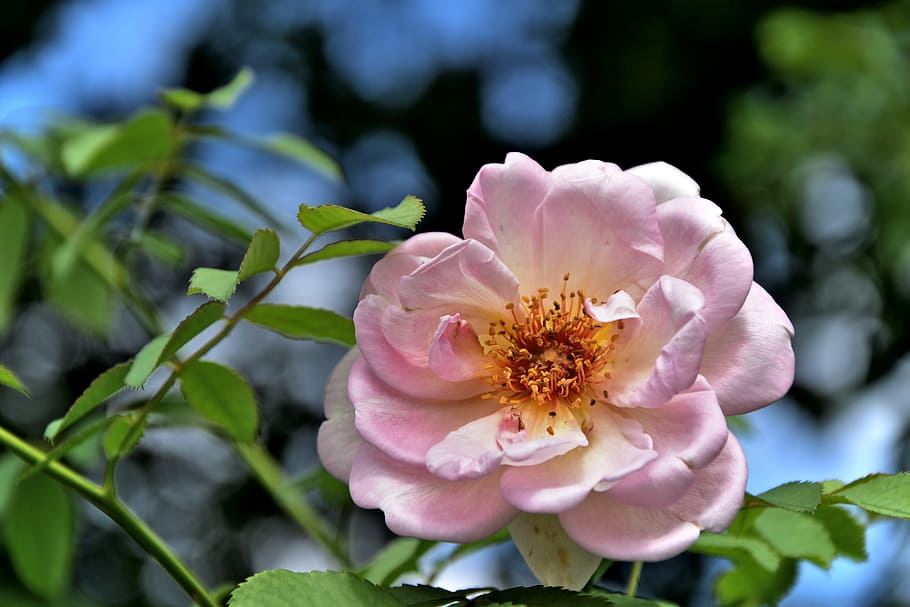 landscape, blooming, outdoor, grass