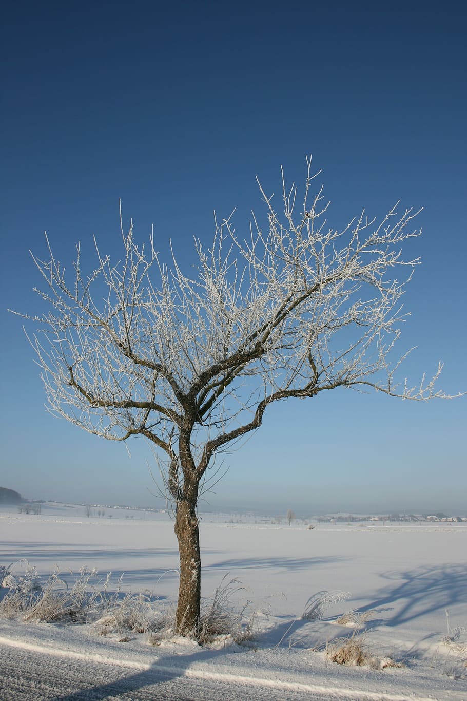 Light Baby Blue Aesthetic, tree, aesthetic, beauty in nature, nonurban scene Free HD Wallpaper