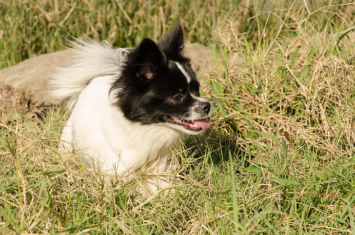 Long Hair Chihuahua Puppies, animal head, green color, field, canine Free HD Wallpaper