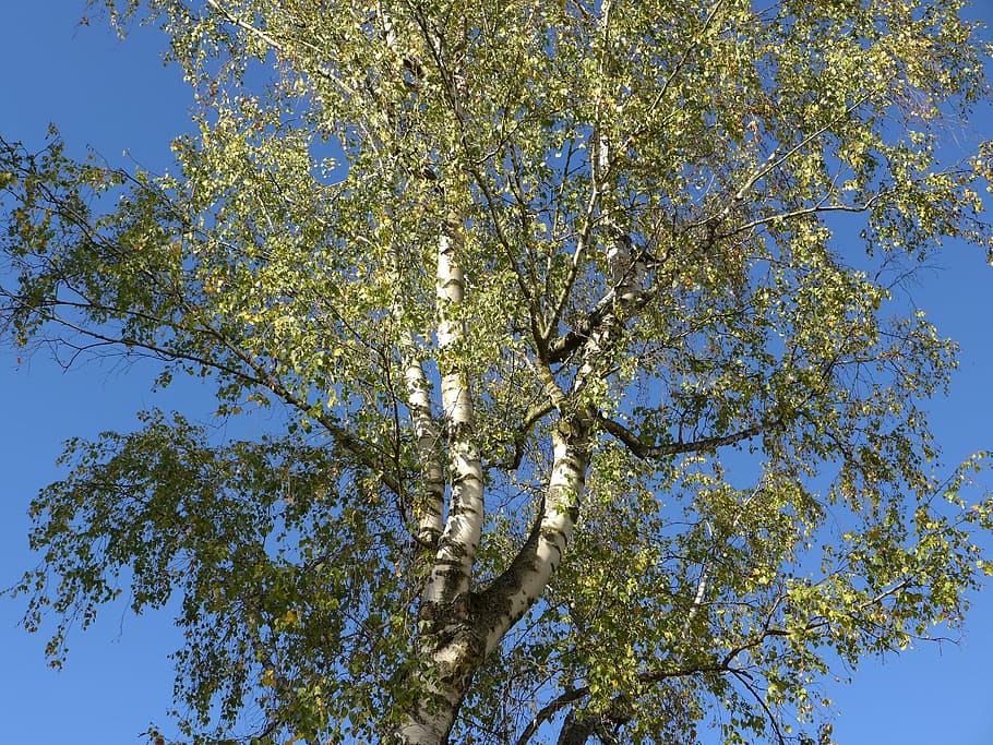 low angle view, tranquility, blue, branch Free HD Wallpaper