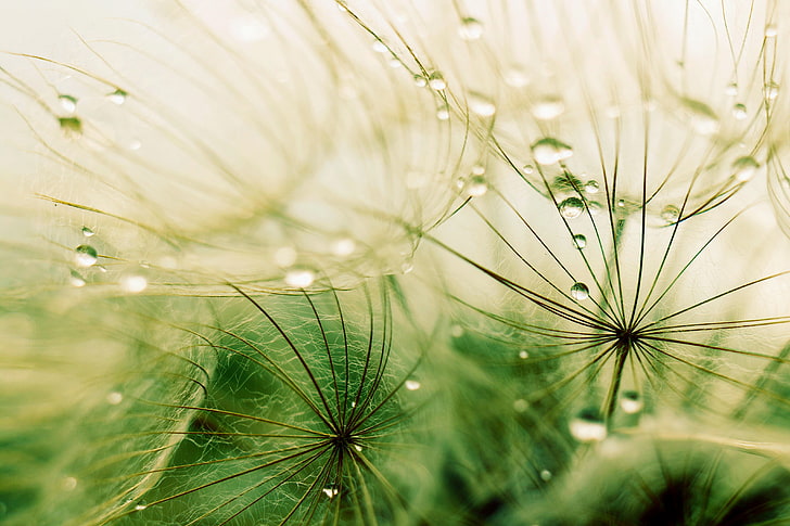 Macro Photography Water Droplets, abstract, light  natural phenomenon, dew, fluffy Free HD Wallpaper