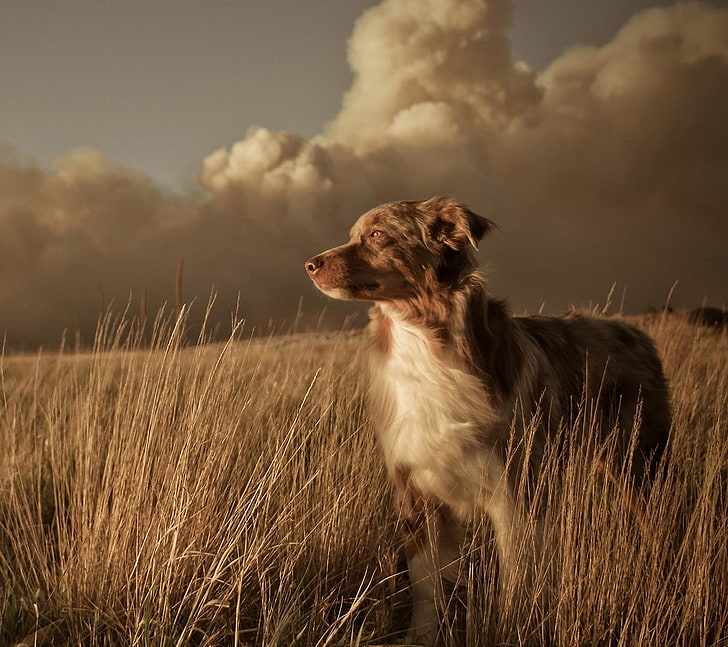 mammal, field, plant, cloud  sky Free HD Wallpaper