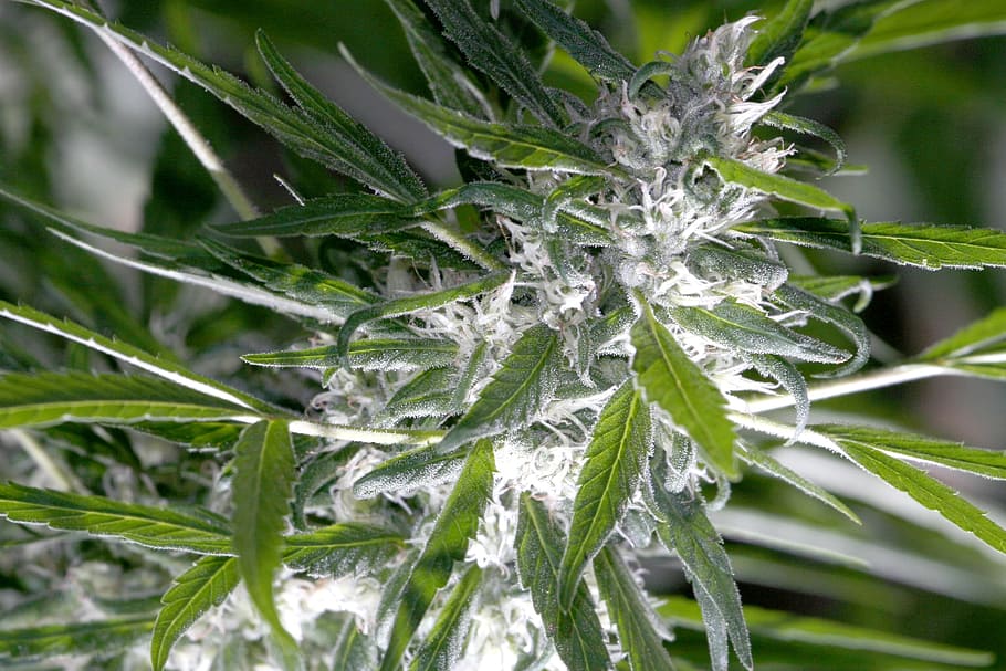 Marijuana Strains List, marijuana  herbal cannabis, trichomes, indica, sativa Free HD Wallpaper