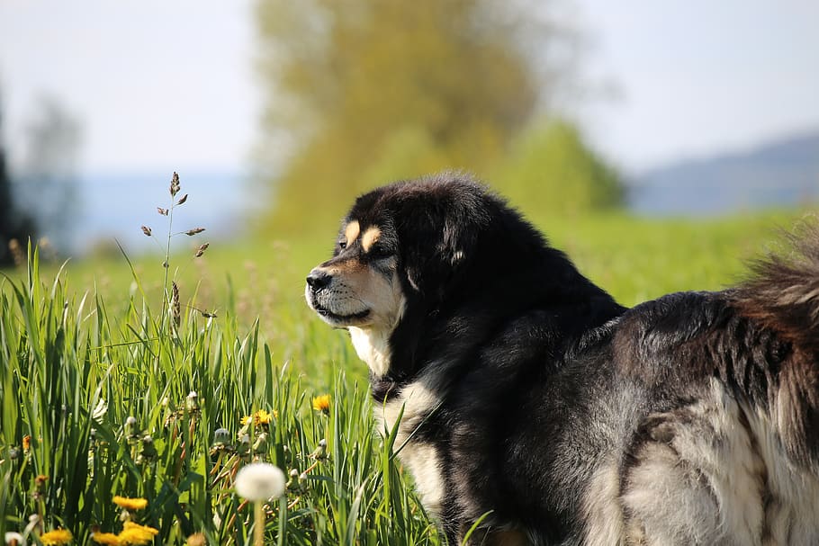 Mastin Siberiano, flower, canine, nature, border collie Free HD Wallpaper