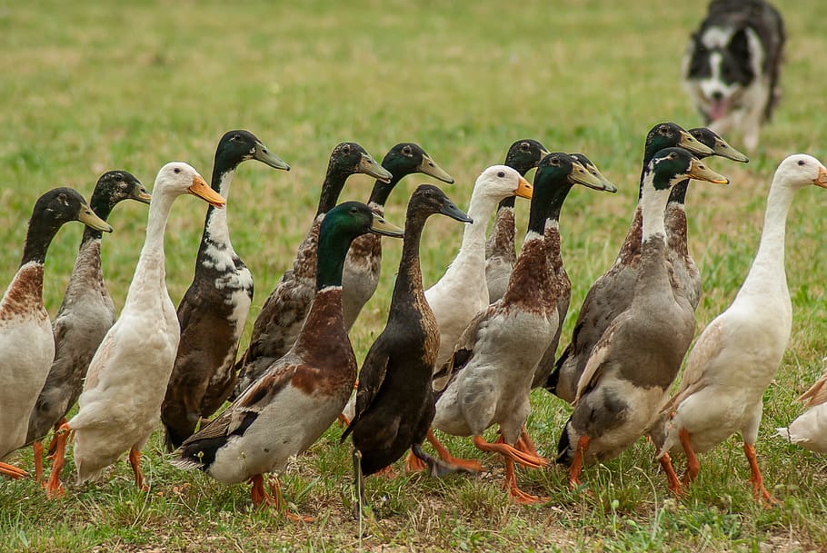 Muscovy Ducks, large group of animals, animal, vertebrate, border collie Free HD Wallpaper