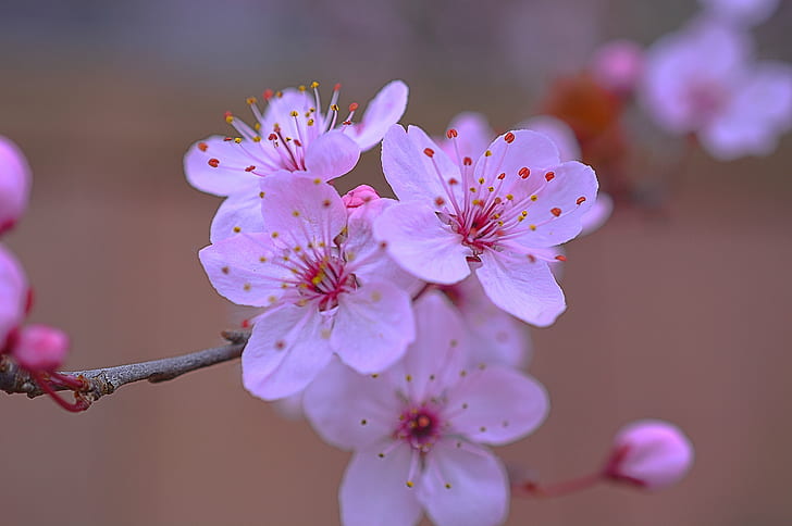 Nanking Cherry Edible, springtime, depth of field, kirt, pink Free HD Wallpaper