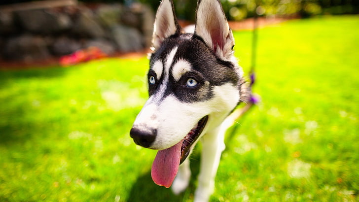 of a Husky Dog, purebred dog, green color, animal head, canine Free HD Wallpaper