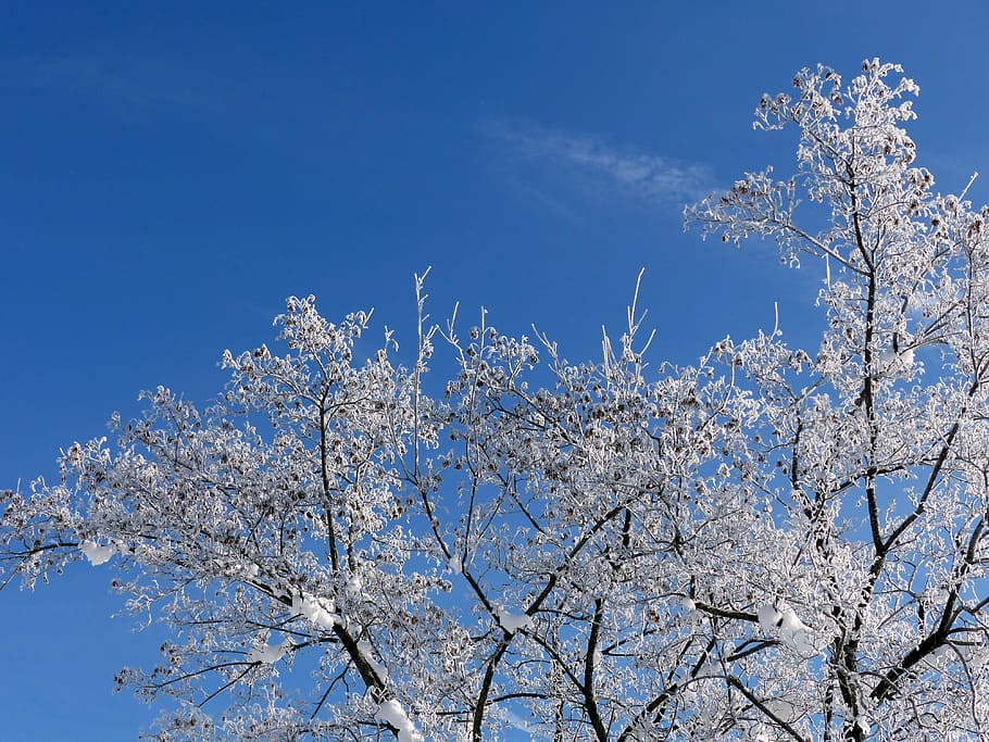 Outdoor, ripe, cherry tree, clear sky, aesthetic Free HD Wallpaper