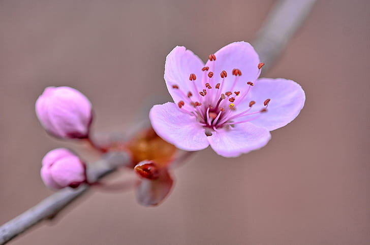 Pink Cherry Blossom Branches, bokeh, depth of field, nikon d7100, freshness Free HD Wallpaper