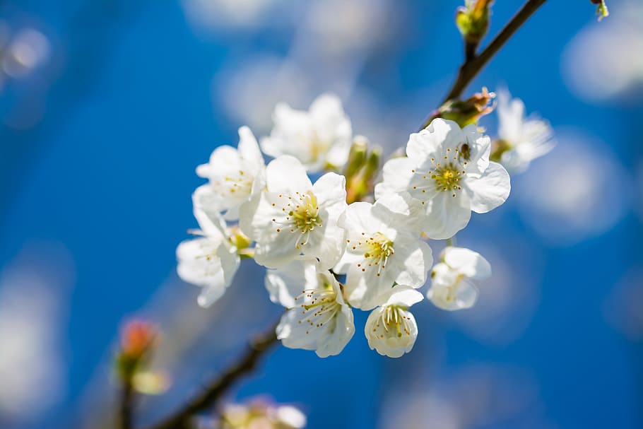 Pink Spring Flowers, color image, season, spring, tree