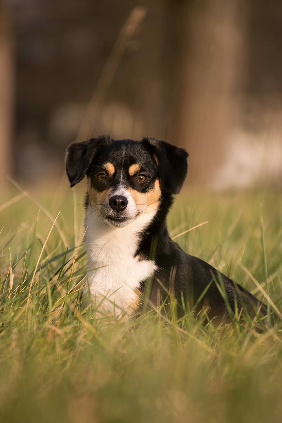 portrait, mammal, looking at camera, canine