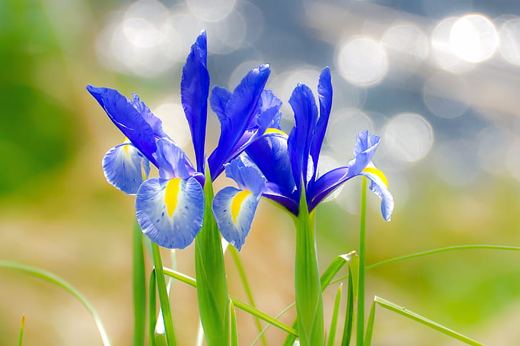 Purple Japanese Iris, sp 70, purple, macro, usd Free HD Wallpaper