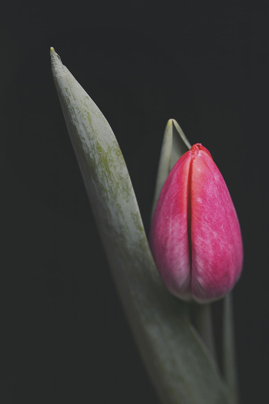 red, flower head, pink color, no people