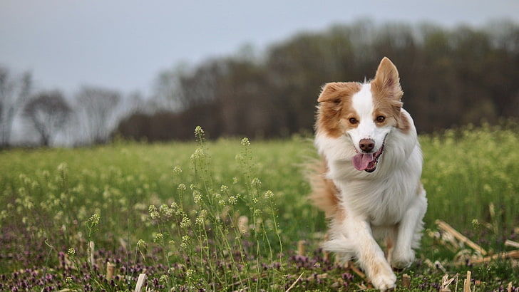 Running HD, outdoors, facial expression, sticking out tongue, mouth open Free HD Wallpaper