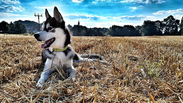 Shiba Inu, border collie, field, mouth open, domestic Free HD Wallpaper