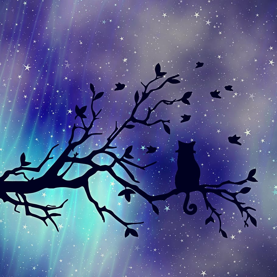 Silhoutte of a Cat Aesthetic, tranquility, star, tranquil scene, animal Free HD Wallpaper