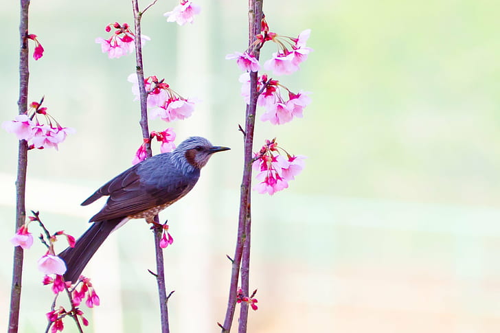 Small Birds, march, bokeh, sp 70, tamron Free HD Wallpaper