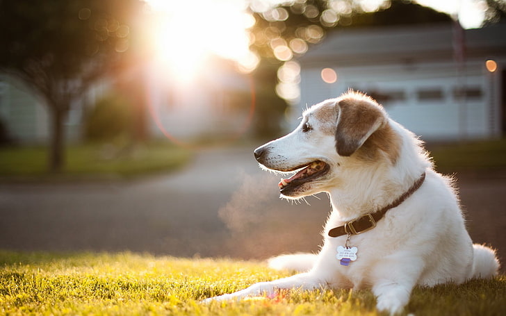 Summer Dog, mouth, focus on foreground, lens flare, panting Free HD Wallpaper