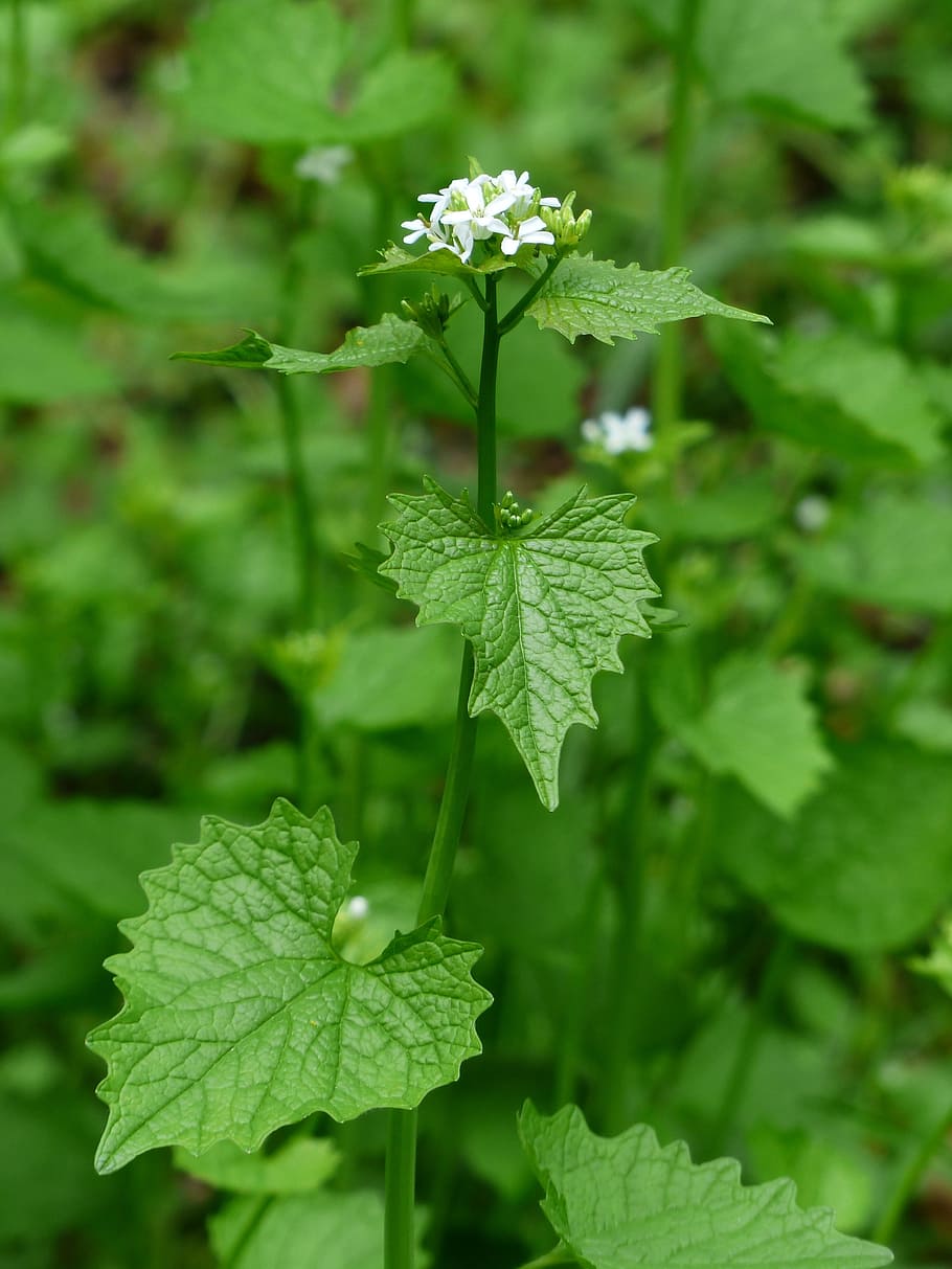 Tall White Wildflowers, closeup, herb, purity, wild plant Free HD Wallpaper