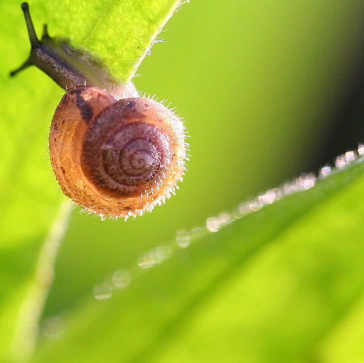 Tender Bamboo Shoots, dew, antennae, spiral, mollusk Free HD Wallpaper