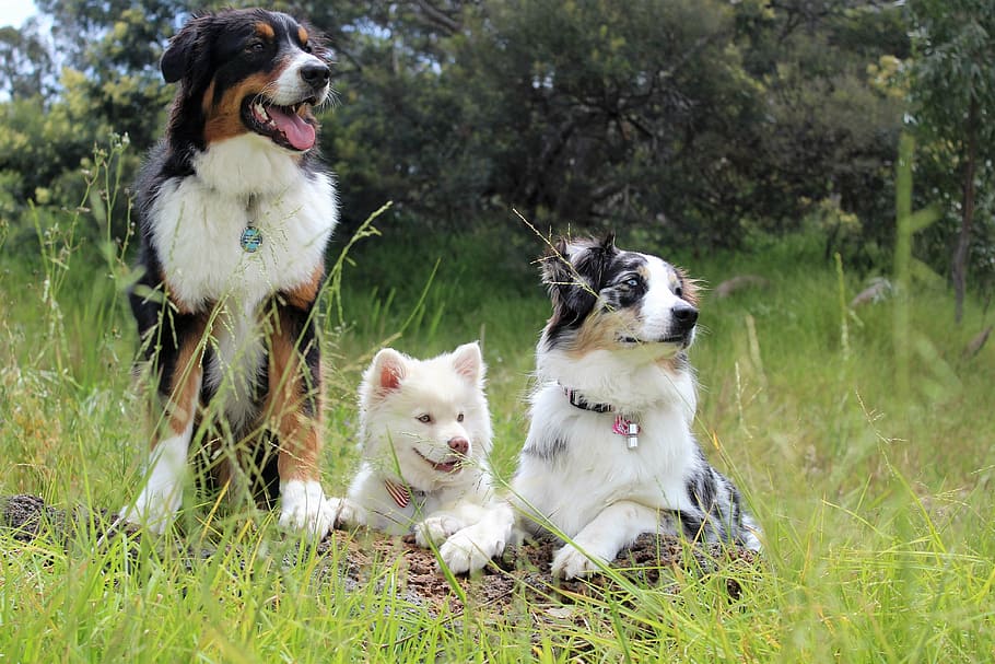 Top 5 Dog Breeds, domestic animals, pets, puppies, plant Free HD Wallpaper