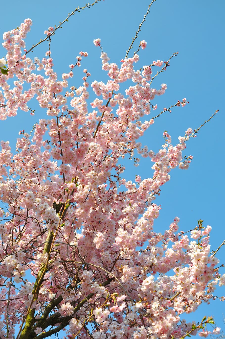 Van Gogh Blossom Tree, nature, pink color, flower, spring Free HD Wallpaper