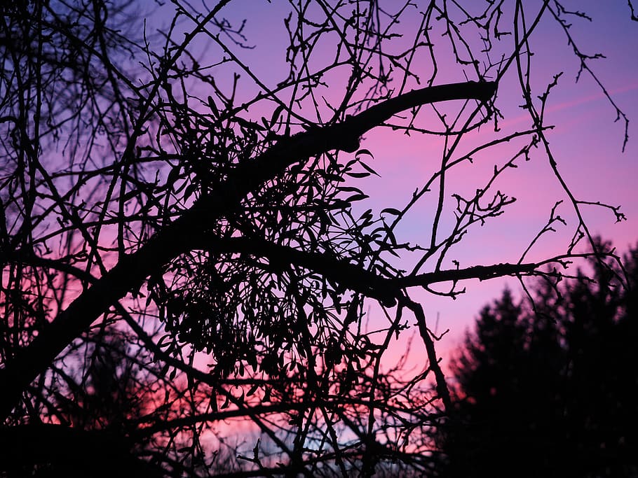 violet, purple, coloring, outdoors