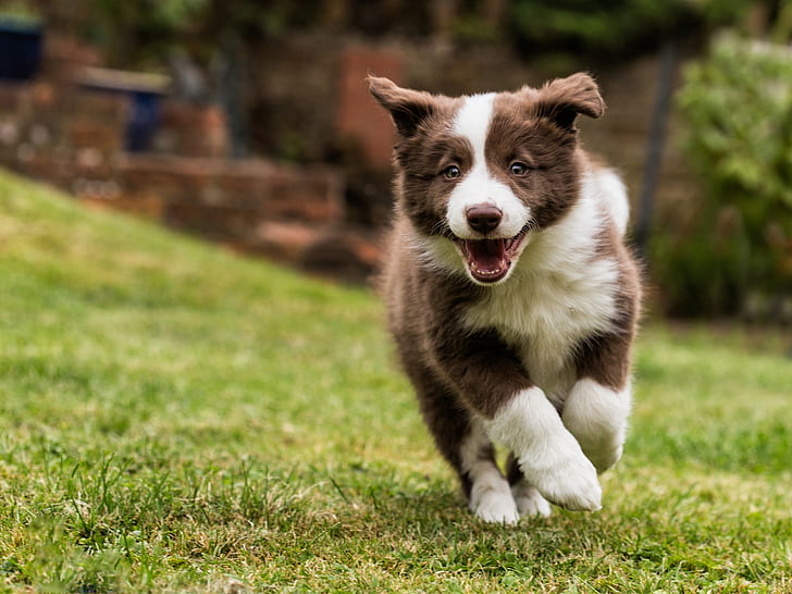 walking, border, dog, collie Free HD Wallpaper