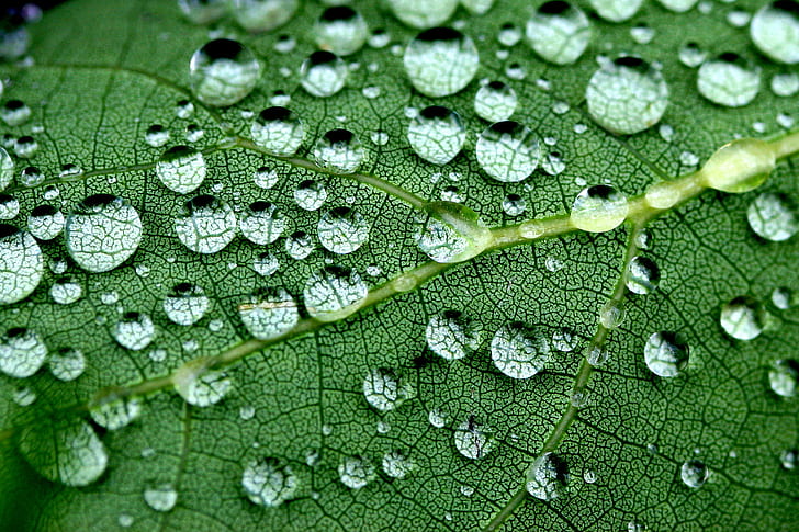 Water Reflection, explore, leaf vein, rain, environment Free HD Wallpaper