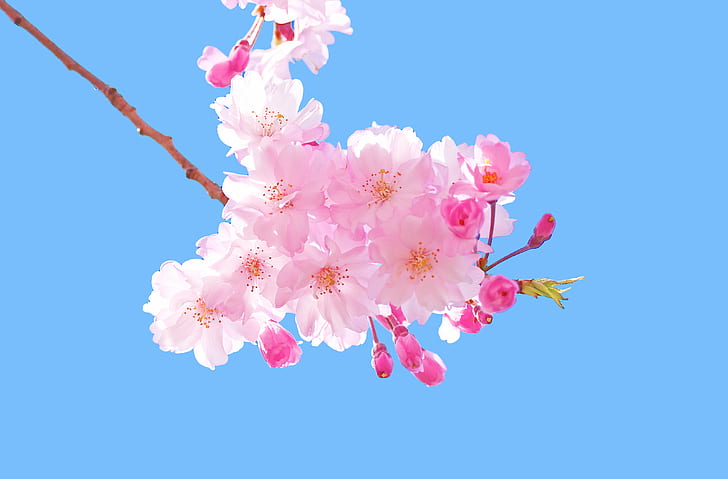 Weeping Cherry Tree Tattoo, rosaceae, pretty  sweet, march, cool Free HD Wallpaper