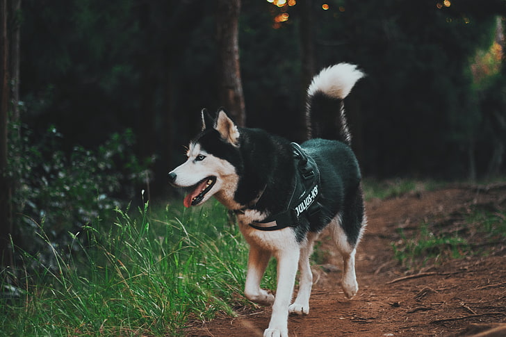 Wolf-like Dogs, portrait, park  man made space, sitting, fur