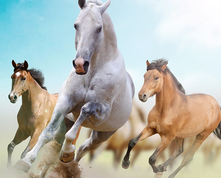 4 Horses Running, animal themes, paddock, no people, outdoors Free HD Wallpaper