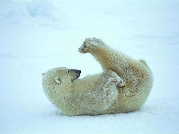 Animals Stretching, animals, artic, art, bears Free HD Wallpaper