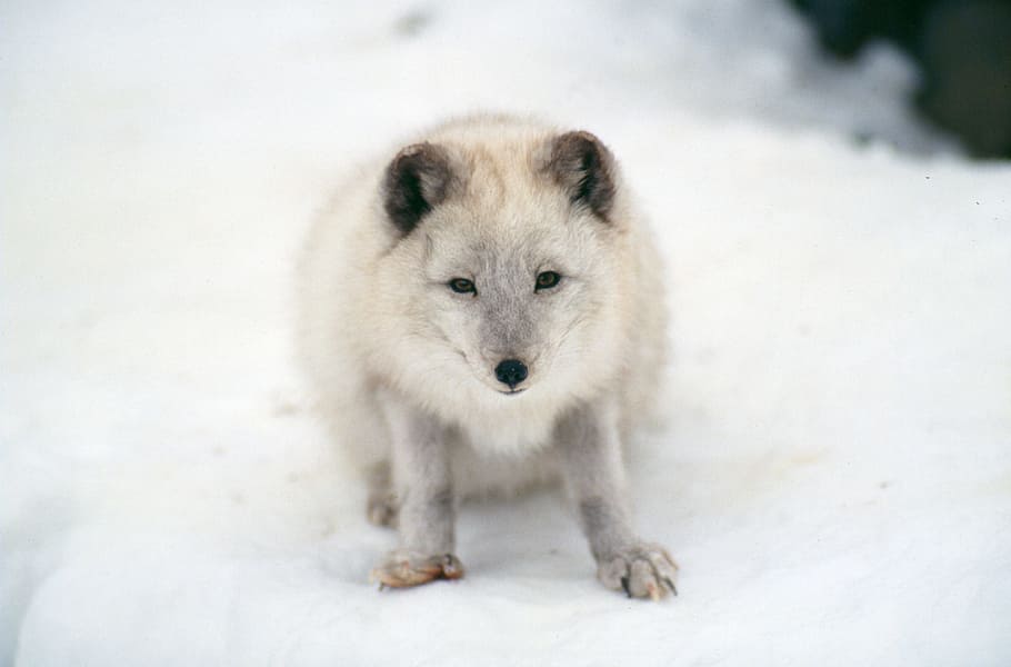 Arctic Fox Conservation, nature, no people, survival, looking at camera Free HD Wallpaper