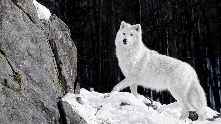 Arctic Wolf Diet, winter, wolf, white color, animal Free HD Wallpaper