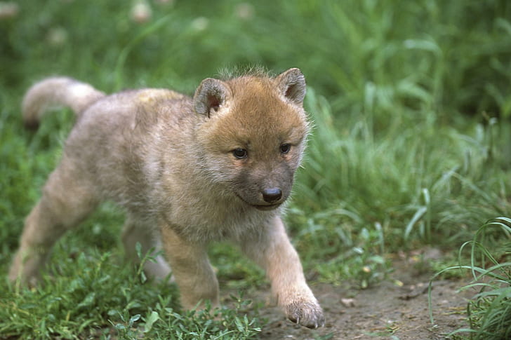 Baby Wolf Playing, wolves, animals, baby, grey wolf Free HD Wallpaper