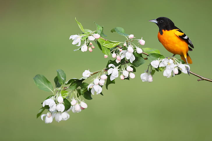 baltimore colored troupial, colored, Baltimore, baltimore oriole Free HD Wallpaper